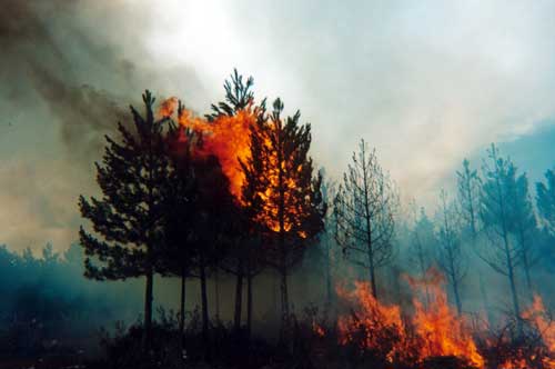 El abandono de los residuos forestales en la superficie del monte supone un alto impacto ambiental y la creacin de focos con alto riesgo de incendio...