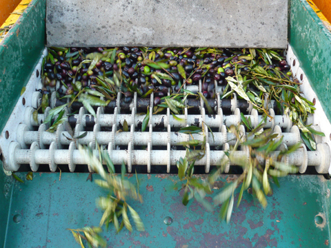 El hojn, restos de hojas y ramas finas, se genera como resultado de la limpieza de la aceituna antes de su procesado
