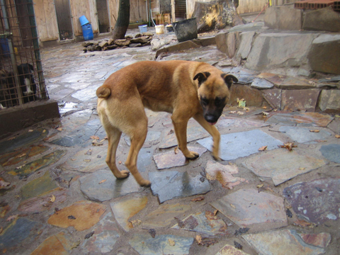 En los seis primeros meses de este ao las asociaciones de asistencia a perros han recogido casi el mismo nmero de animales como durante todo el ao...