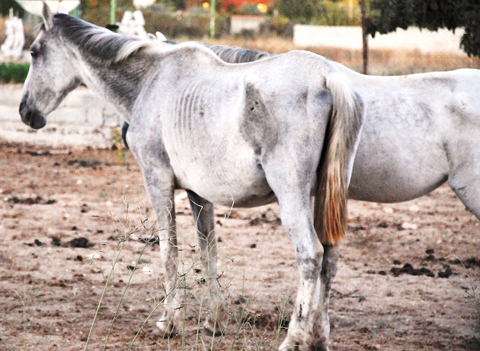 El nmero de caballos abandonados se ha triplicado en el ltimo ao