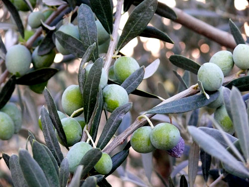Slo en Andaluca la verticilosis afecta a un 40% de los olivares, explica Capiscol. Foto: Yucel Tellici