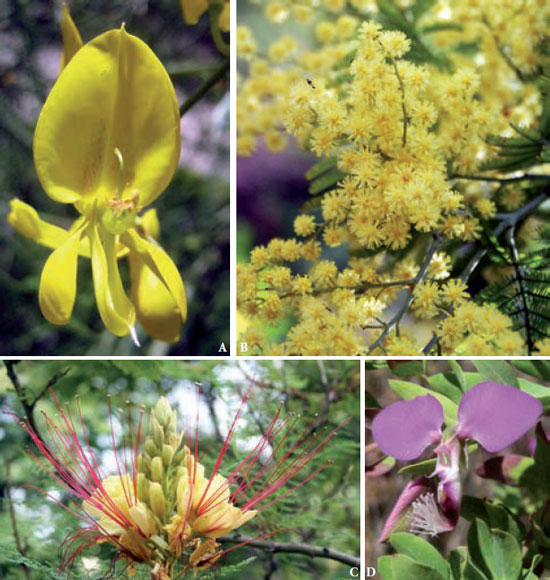 Figura 1: Tipos de flores en Fabales. A. Flor papilionada de leguminosa (Spartium junceum L.). B...