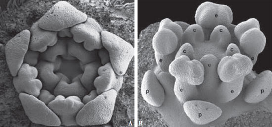 Figura 2: Flores de Fabales tomadas al Microscopio Electrnico de Barrido (MEB). A. Quillaja saponaria Molina. B. Suriana maritima L...