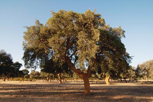 El alcornoque (Quercus suber L) es un rbol que crece en regiones mediterrneas y que ocupa 2.277.000 hectreas en todo el mundo...