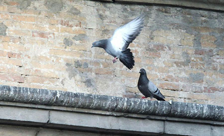 Daos causados por las palomas en los canalones de los edificios
