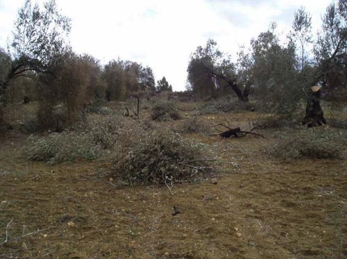 Figura 2. Campo de olivos podado
