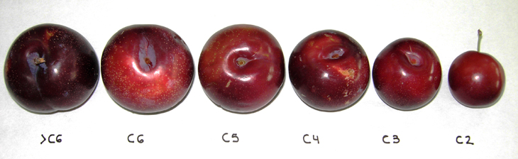 Figura 1: Seleccin de frutas por calibre