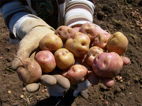 Foto: Fundacin Tenerife Rural