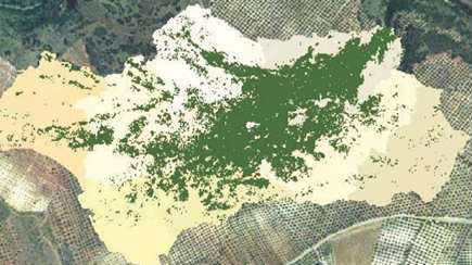 Figura 3. Mapa del olivar de Andaluca