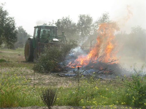 Quema de restos de poda de olivar. Fuente: Sociedad Andaluza de Valorizacin de Biomasa, SAVB