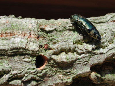 Foto 1. Coroebus florentinus con agujero de salida del tronco (foto J. M Riba)