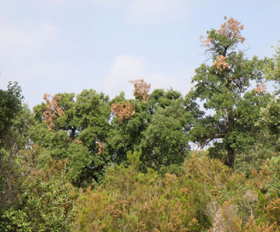 Foto 3. Daos producidos en las ramas por larvas de C. florentinus