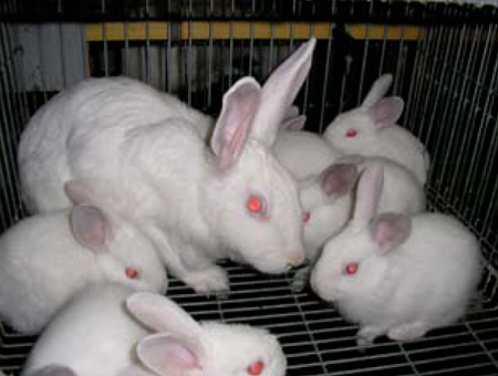 Fig. 2: Coneja primpara lactante con sus gazapos. Fuente: Grupo de Fisiologa de la reproduccin en Lagomorfos (UCM)