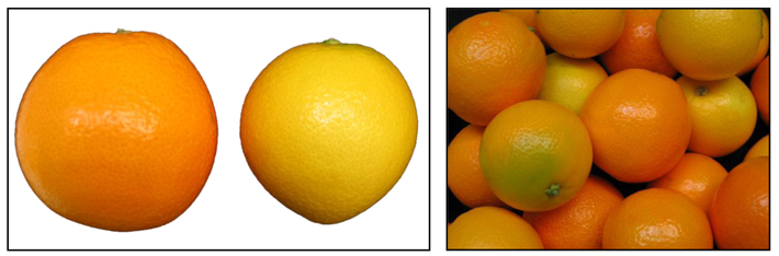 Figura 1: Frutos de naranjas Navelate y su mutante espontneo deficiente en ABA y de coloracin amarilla Pinalate