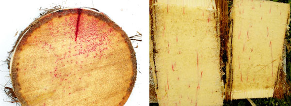 Imagen de la inyeccin con colorante en el tronco de una palmera. Segunda foto: translocacin del producto a lo largo de la palmera...