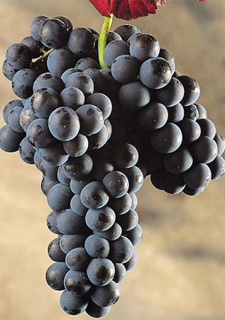 La Menca es una de las principales uvas para la elaboracin del vino tinto. Foto: Consejo Regulador Denominacin de Origen Bierzo...