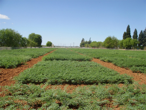 Campo de garbanzos del Ifapa