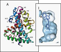 Configuracin tridimensional del dominio LBD receptor de ecdisona de Orius laevigatus (de colores) y simulacin del acoplamiento de una molcula de...