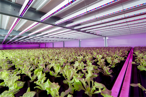 Sistema 'City Farming', desarrollado por la empresa holandesa Staay Food Group