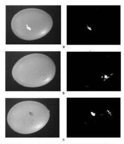 Ejemplo de imgenes monocromticas de cscaras de huevos defectuosos (izq.) y de las mismas imgenes segmentadas (dcha...