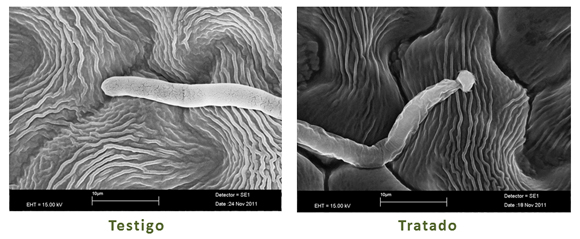 Figura 1: Accin de ciflufenamida sobre el crecimiento del micelio del hongo Uncinula necator (Schwein Burrill). Odio de la via...