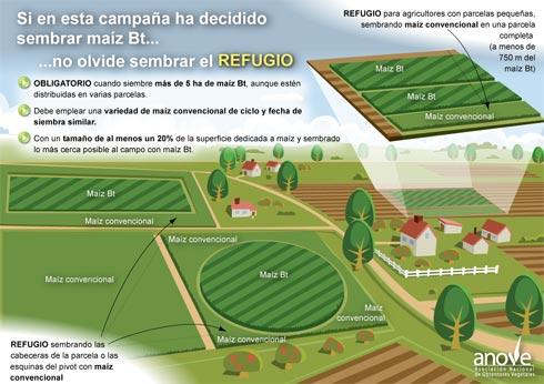 Una de las infografas de la gua 'Buenas prcticas para el cultivo de Maz Bt', publicada por Anove
