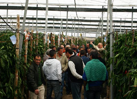 Una de las visitas a los invernaderos con las variedades de Zeraim Ibrica
