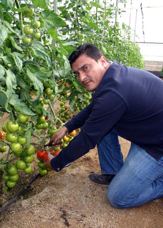 El agricultor Juan Manuel Violo cree que la variedad Paladium es muy valorada en el mercado