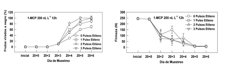 Figura 3: Reversin del efecto del 1-MCP mediante pulsos de etileno. Inifap 2005