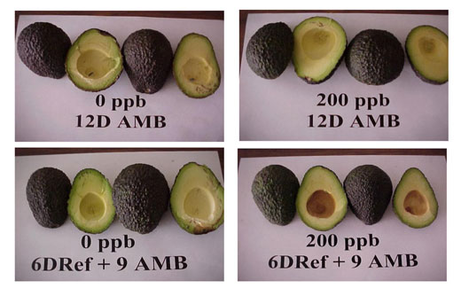 Efecto del 1-MCP a 200 ppb en frutos almacenados al ambiente o en refrigeracin