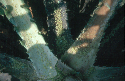 Pulgn en alcachofa