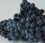 Los pigmentos antocianos son responsables de los tonos rojos, azules y violceos caractersticos de muchas frutas. En la imagen, uva ' Monastrell '...