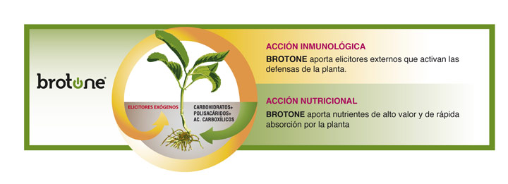 Acciones de Brotone