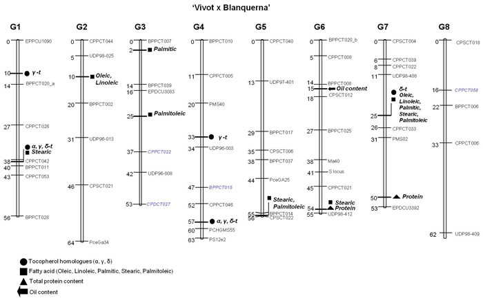 Figura 3: Mapa de ligamiento de 'Vivot' x 'Blanquerna', incluyendo la posicin de los QTL asociados a la calidad del fruto...