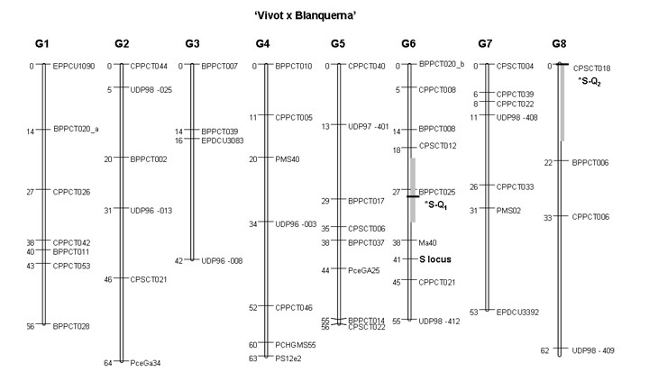 Figura 1: Mapa de ligamiento de Vivot x Blanquerna, incluyendo la posicin del locus 'S' y de los 2 nuevos loci identificados en G6 y G8...