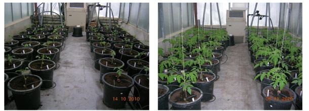 Imgenes de las plantas de tomate recin transplantadas (izqda.) y tras 26 das desde el transplante (dcha.).