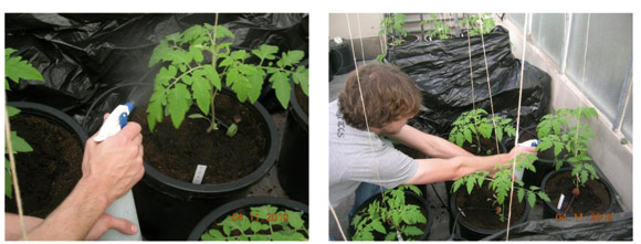 Detalles del tratamiento foliar de las plantas de tomate con las diferentes concentraciones de aditivo PRO
