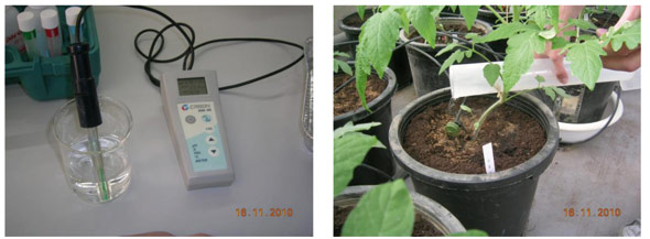 Calibracin de la solucin salina (izqda.) y aplicacin de sta a las plantas E (dcha.).