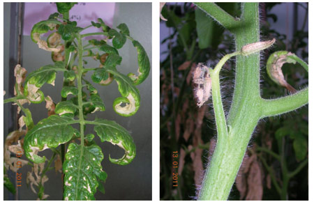 Sntomas de salinidad detectados en hoja (izqda.) y en botones florales (dcha.) de las plantas de tomate durante el ensayo...