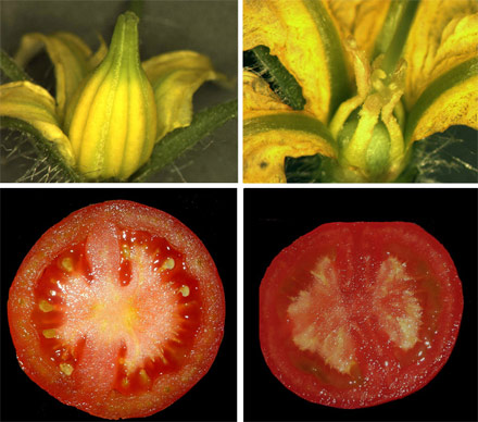Comparison between a tomato no partenocrpico (left) and one partenocrpico (right). Photo: CSIC