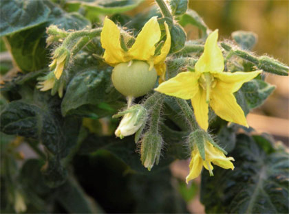 Detail of a plant of tomato without stamens that develops fruit in absence of pollination. Photo: CSIC