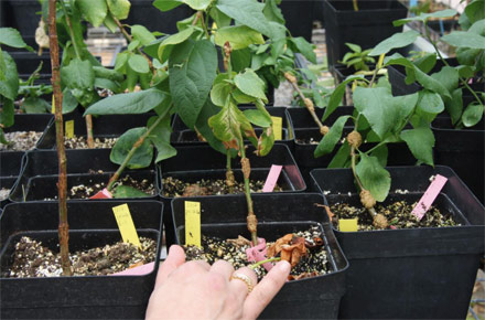 Plantas de ciruelo europeo evaluadas para la resistencia a la agalla de la corona en invernadero