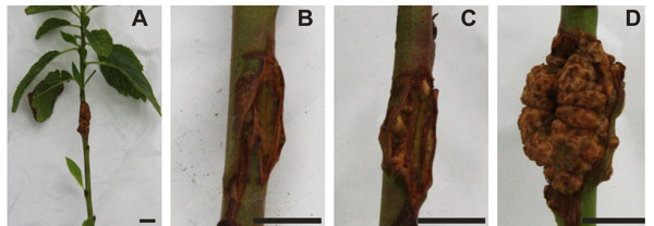 Figura 2: A. Planta de ciruelo infectadas en el invernadero con la cepa C58 de 'Agrobacterium tumefaciens'...