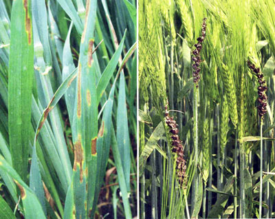 A la izquierda, se aprecia la Septoriosis en el trigo. A la derecha, la destruccin del Carbn desnudo en la cebada