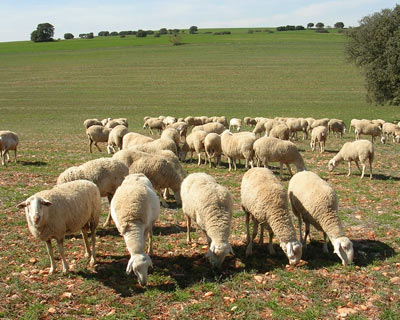Ejemplares de ganado ovino de la Raza Manchega