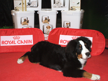 Dama es la primera perra en colaborar en esta iniciativa que ser alimentada por Royal Canin