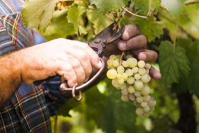 La imagen muestra el momento de recogida de uva, durante la vendimia