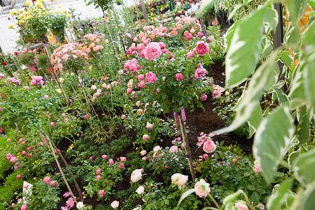 Jardines que se pudieron visitar en la Spoga+gafa 2013, formados por ms de 20 empresas del sector de la jardinera...