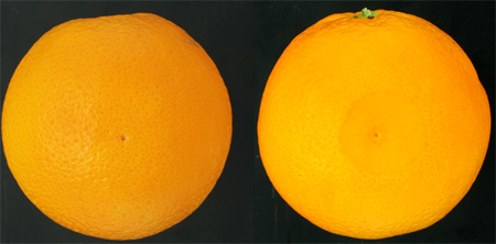 Figura 1: Imgenes RGB de una naranja sana (izquierda) y de una naranja con podredumbre incipiente producida por el hongo P. digitatum (derecha)...