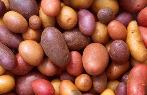 Difererentes variedades de patata. Foto: Neiker-Tecnalia